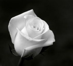 rosa bianca